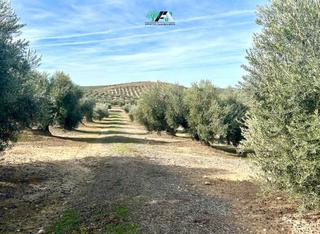 Rural plot  N/a. Terreno en venta en pajarejos, jimena.