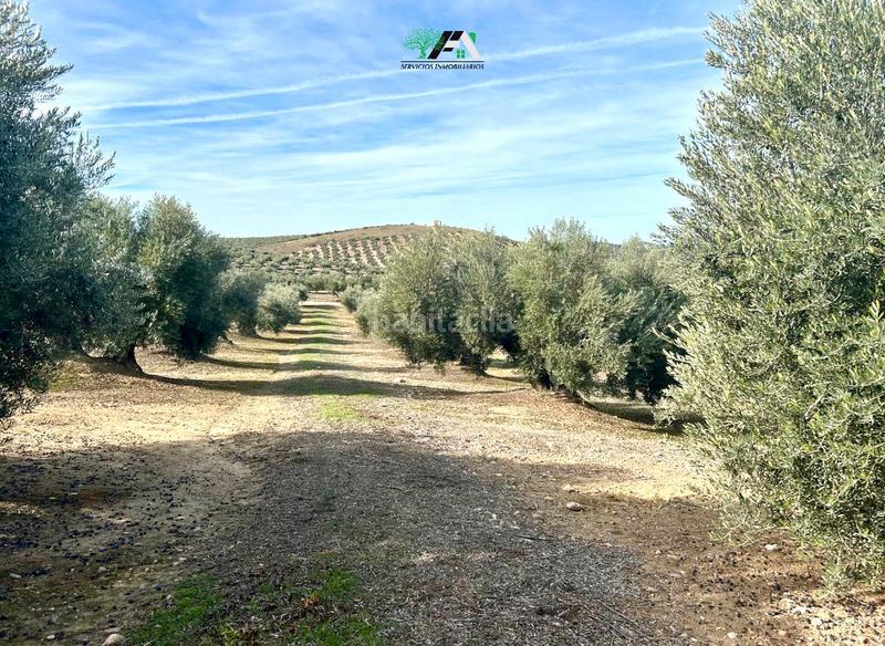 Foto cb1d0fca-67ae-4509-999b-702c9f3b4066. Rural plot in Jimena