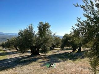 Finca rústica a Begíjar. Olivar con 78 matas zona camino cordoba.