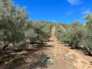 Finca rústica a Calle llano 41. Finca de olivar