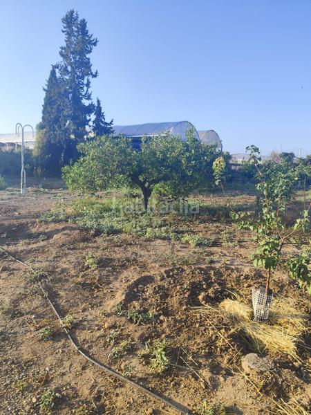 Foto 8de66b40-c00a-4aac-b452-39e2e6ac1594. Masia amb aparcament a Valladolises y Lo Jurado Murcia