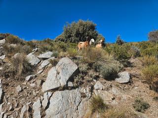 Finca rstica  N/a. Espectacular finca con casa y vistas increbles y dos nacimiento