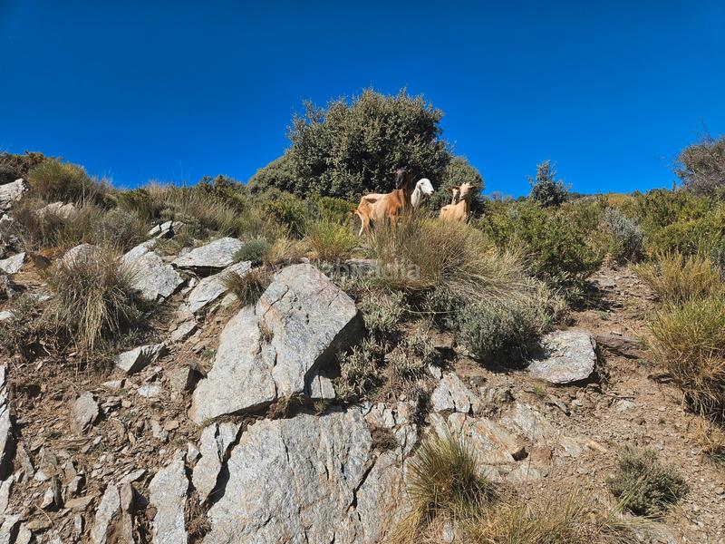 Foto 739b627c-bada-4cff-b65d-845d9bc4a161. Propriété dans Alpujarra de la Sierra