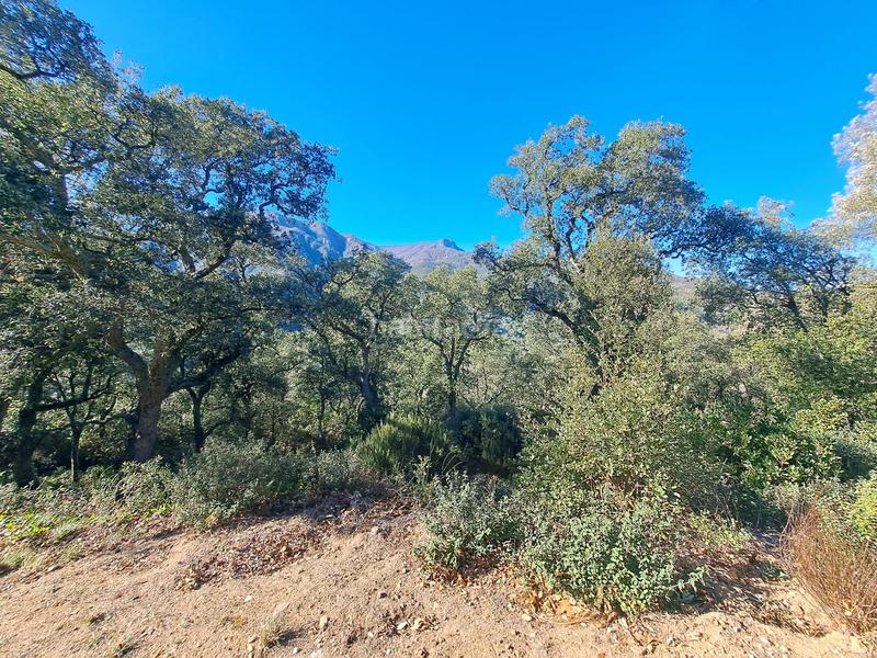 Foto c539a533-4b21-4d7b-9f9f-65db94fc0caf. Terreny residencial a Riells i Viabrea