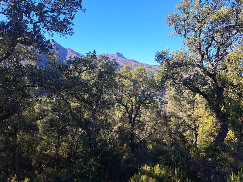 Foto fbd8b9dc-f6e8-4cbf-a744-d69b5badbcea. Terreny residencial a Riells i Viabrea