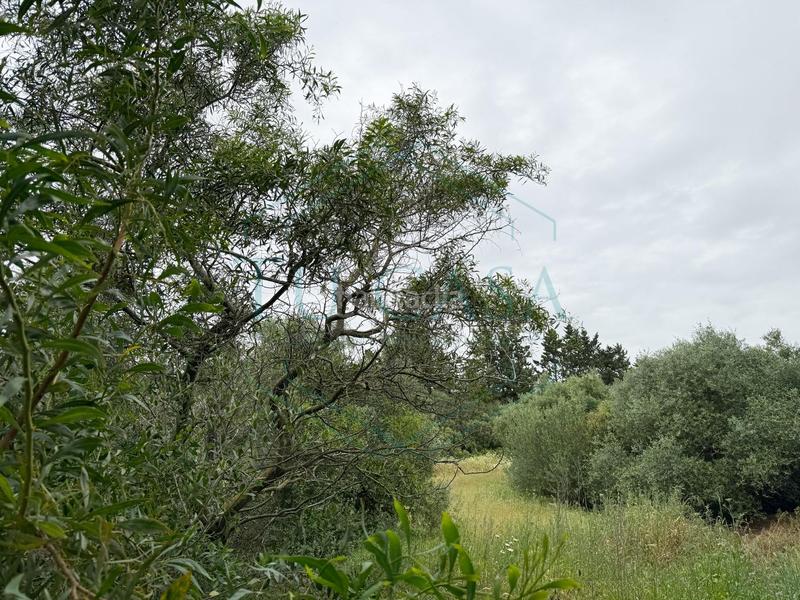 Foto a69ae4e6-650f-4e6c-b00a-3eae500ace9d. Propriété dans Villanueva Golf Puerto Real