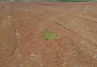 Terreno residencial en Montijo. Venta tierra de vega regadio cerca de la poblacion