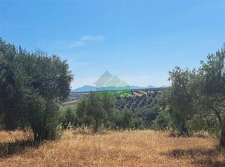 Terreny residencial a Lobón. Venta de tierra de secano plantada de olivos en lobón