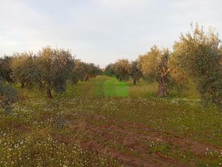Terreno residencial en Montijo. Tierra de secano plantada de olivos