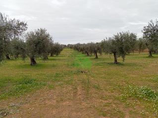 Terreno residencial en Montijo. Venta de tierra de secano plantada de olivos