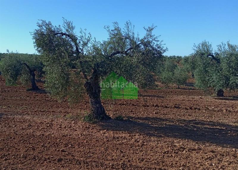 Foto 1e35391e-5cec-428d-867b-531f815c3155. Residential plot in Corte de Peleas