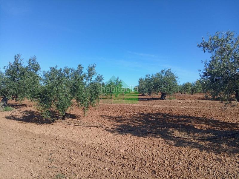 Foto 436e082d-68b1-44b7-8da3-4c88754539c7. Residential plot in Corte de Peleas