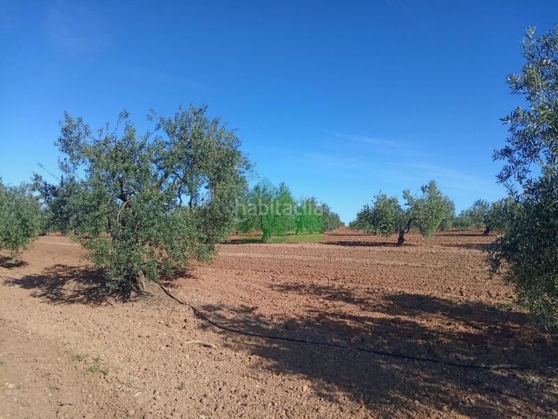 Foto c87f3af4-a0ec-44db-a1ed-9a2f80cf3598. Residential plot in Corte de Peleas