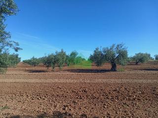 Terreny residencial a Corte de Peleas. Venta de tierra de secano plantada de olivos