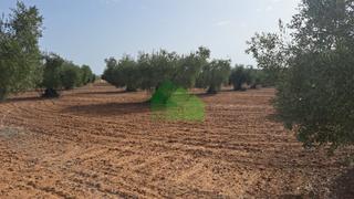 Terreno residencial en Montijo. Tierra de secano plantada de olivos