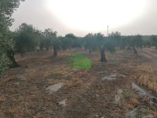 Terreno residencial en Montijo. T320 venta de terrenos de secano plantados de olivos. las cuesta