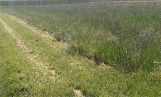 Finca rústica en Montijo. Terreno regadio ideal ocio y tiempo libre