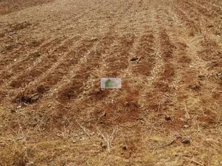 Finca rústica en Montijo. Terreno de secano cerca de la población