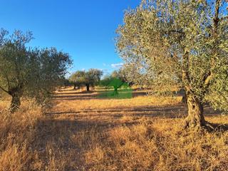 Terreno residencial en Montijo. Tierra de secano plantada de olivos