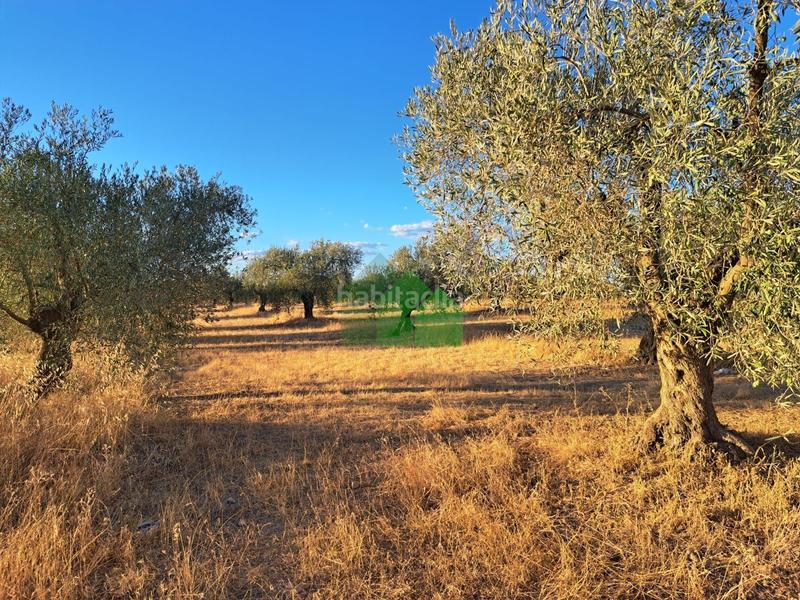 Foto 80264082-0fcc-470f-b399-50088df1b12d. Wohngrundstück in Montijo