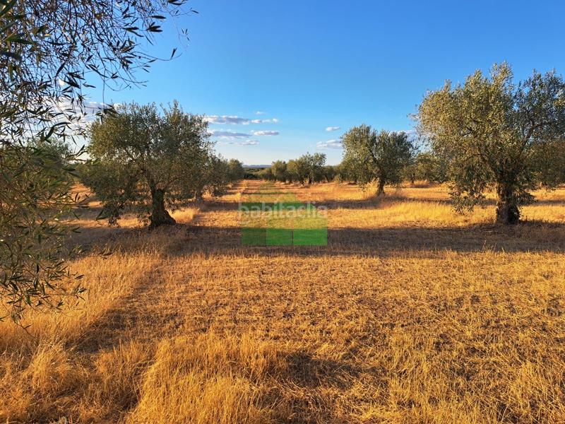 Foto c04c5dcc-6560-4df7-b0e3-e1dbc70a5f79. Wohngrundstück in Montijo