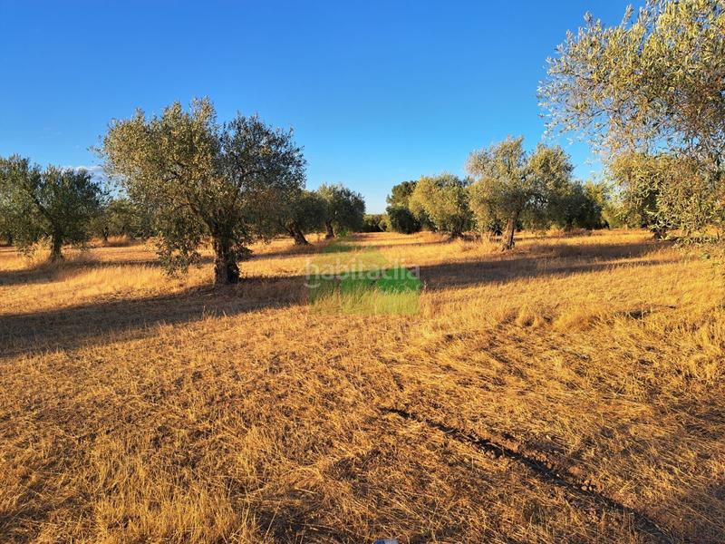 Foto cd2ab40e-2f2f-4dd9-9cb8-d2c6dc65bcf4. Wohngrundstück in Montijo