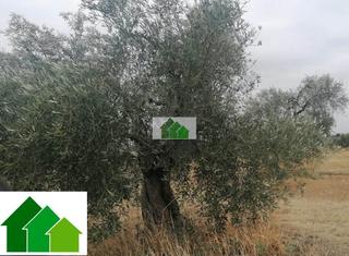 Terreno residencial en Montijo. T553 venta de tierra de secano plantada de olivos. montijo