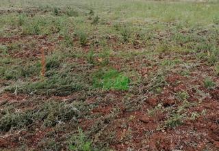 Terreno residencial en Montijo. T558 venta de tierra de regadio en la cañada. montijo