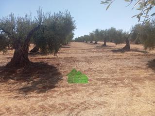 Wohngrundstück in Montijo. T574 venta de terreno plantado de olivos. los arenales. montijo