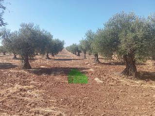 Residential Plot in Montijo. T576 venta de tierra de secano plantada de olivos. los arenales.
