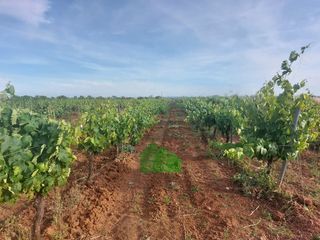Terreno residenziale in Guadiana