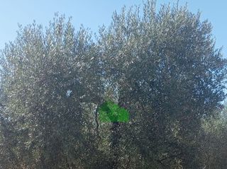 Residential Plot in Garrovilla (La). T593 tierra gorda de regadio planta de olivos. la garrovilla
