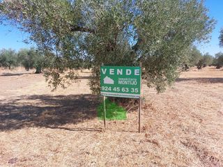 Terreny residencial a Montijo. T573 venta de terreno de secano plantado de olivos. los arenales
