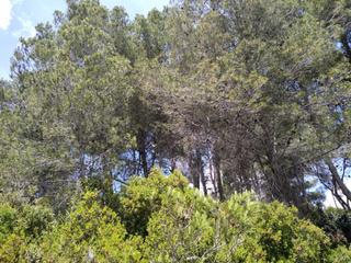 Residential Plot  Urb penyal dels toçals 1. Con vistas al mar