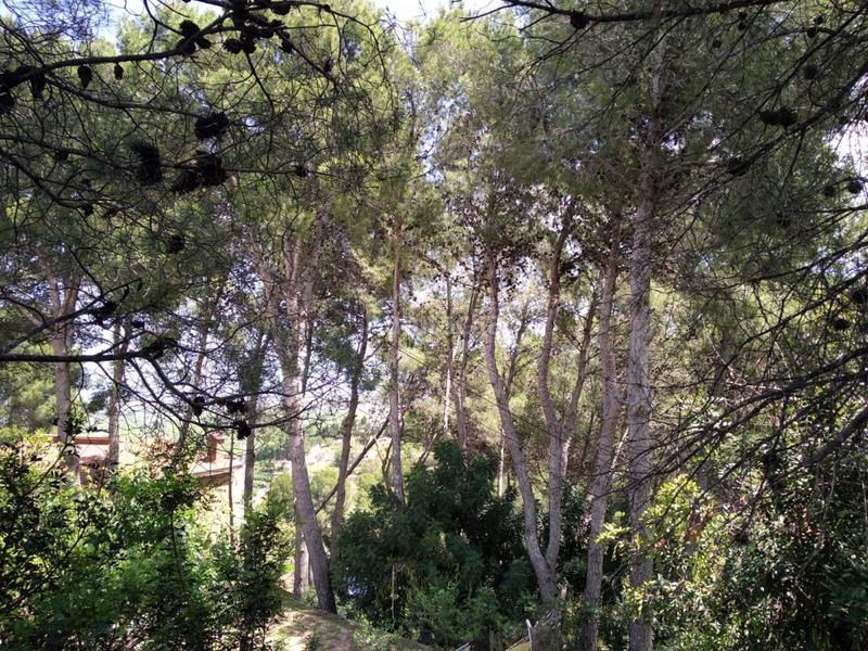 Foto 6c7c98f4-1b38-410c-ac5c-e8b8c5eed840. Wohngrundstück in urb penyal dels toçals 1 in Potríes