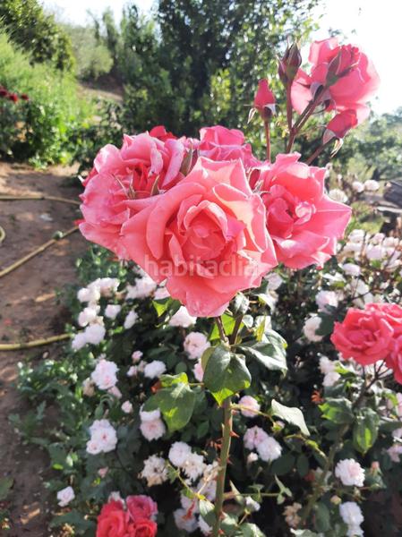 Foto 85fee9a4-eb0a-4c51-b669-41b8b40be92f. Masía finca de recreo en venta en Centre Reus