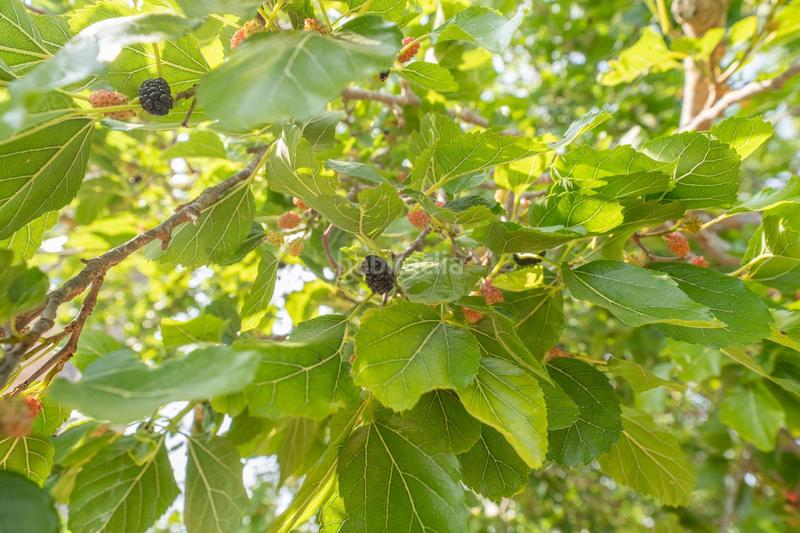 Foto 063b871a-aaac-4912-a5ad-d541890ef09c. Country house with pool in Mestral Reus