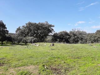 Finca rústica a Fuente Obejuna. Finca de dehesa en el corazón de fuente obejuna un remanso de tr