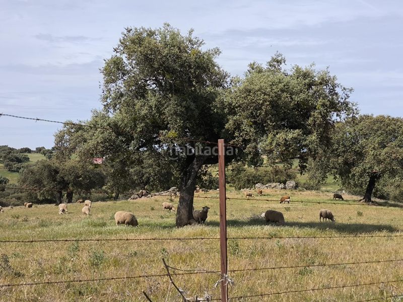 Foto 5725f36b-5eab-4681-a0b2-b0dbd7a083e3. Finca rústica a Fuente Obejuna