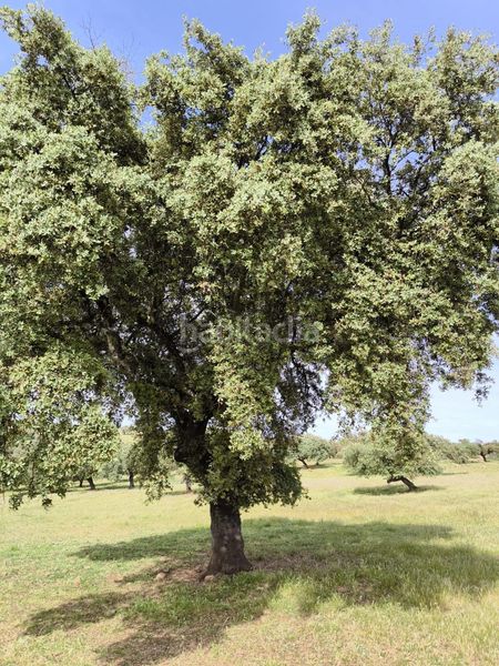 Foto e50b0a6a-c696-4a67-8629-4647db387d4f. Finca rústica a Fuente Obejuna