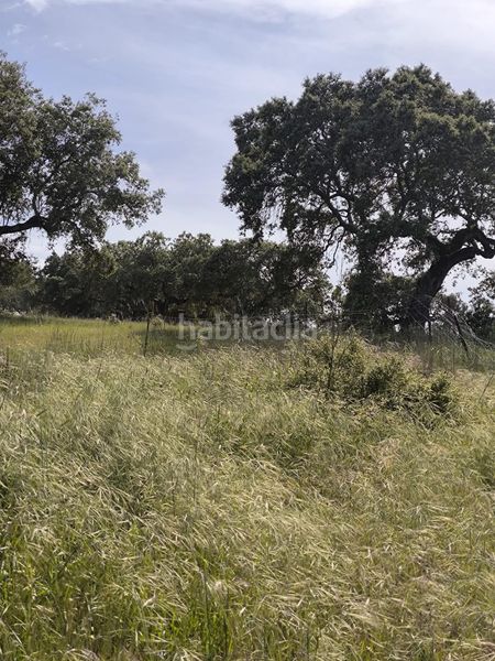 Foto ff6e1e20-f0ec-44d3-8fcf-58a360885421. Finca rústica a Fuente Obejuna