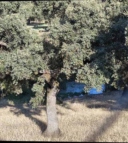 Foto ad0e70b0-1f15-4ec8-9c94-ed1a0b54b2de. Finca rústica a Fuente Obejuna