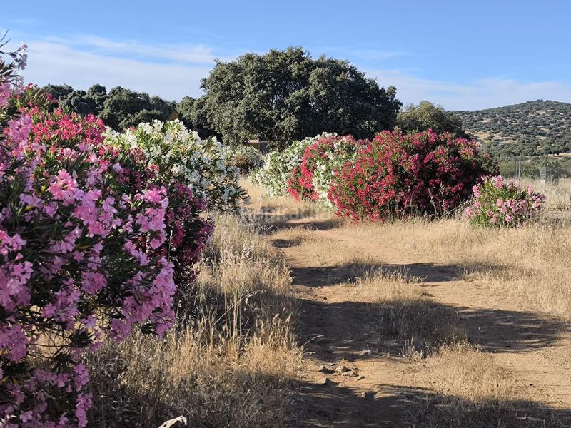 Foto d3c9ae49-e5a0-48cb-a3bc-d12f50fd3f78. Finca rústica a Fuente Obejuna