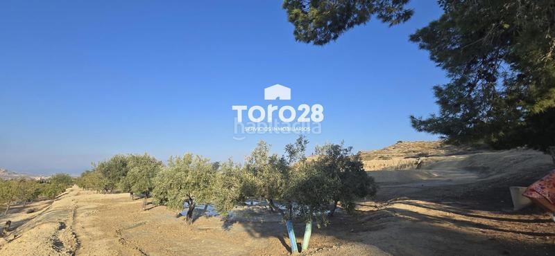 Foto 028555ba-574e-4435-9202-1b43b483b262. Finca rústica 13.000 m2 rustico urbanizable en santa ana elche en Elche / Elx