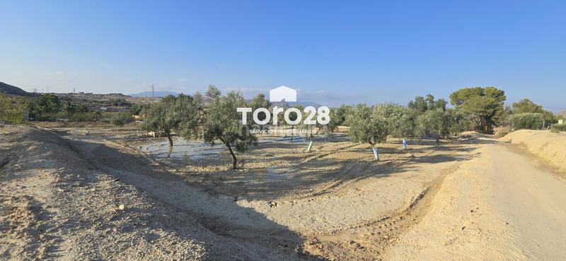 Foto a8469a74-d510-477f-bfda-09f38469bc35. Finca rústica 13.000 m2 rustico urbanizable en santa ana elche en Elche / Elx