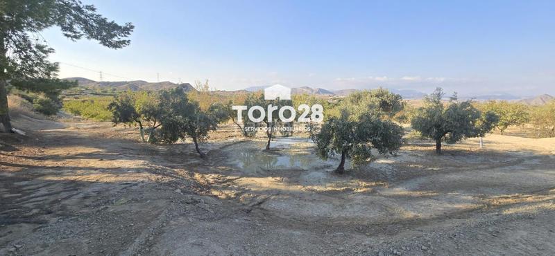 Foto b3b395ba-8e37-4802-8a65-6e1c650652e3. Finca rústica 13.000 m2 rustico urbanizable en santa ana elche en Elche / Elx