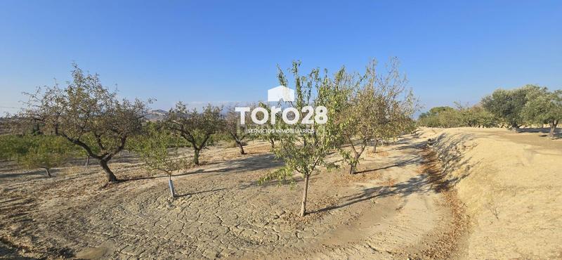 Foto b703033f-ca69-4dc2-9c5c-ea631b1307e3. Finca rústica 13.000 m2 rustico urbanizable en santa ana elche en Elche / Elx