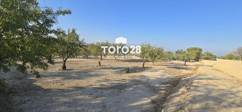 Foto cbb62cfd-5f44-474d-b3e1-5260d7485045. Finca rústica 13.000 m2 rustico urbanizable en santa ana elche en Elche / Elx