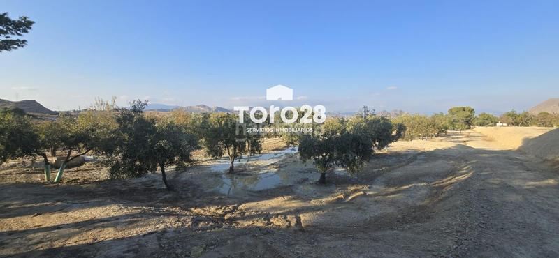 Foto d3a6b8d6-69e8-47e9-99cd-c58a794e37cc. Finca rústica 13.000 m2 rustico urbanizable en santa ana elche en Elche / Elx