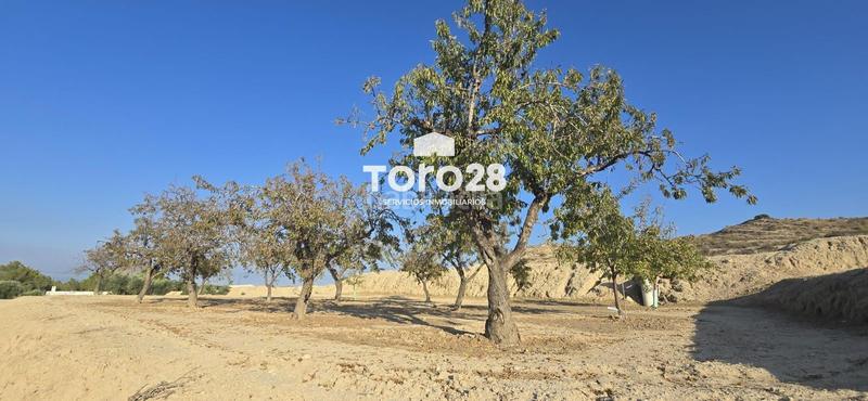 Foto dbd0fbd3-6691-43ec-b33b-afc7a4f61ff0. Finca rústica 13.000 m2 rustico urbanizable en santa ana elche en Elche / Elx